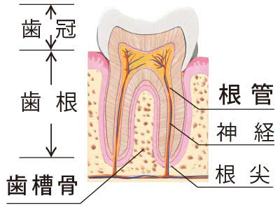 根管断面